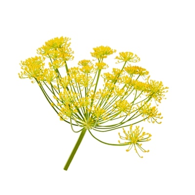 Galbanum