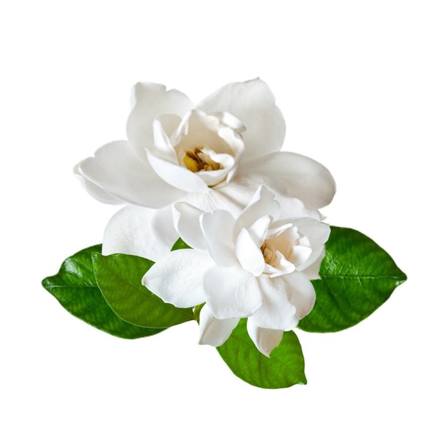 Gardenia