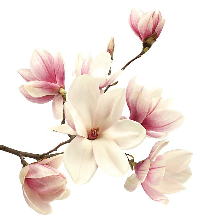 Magnolia