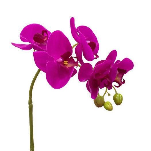 Orchidea