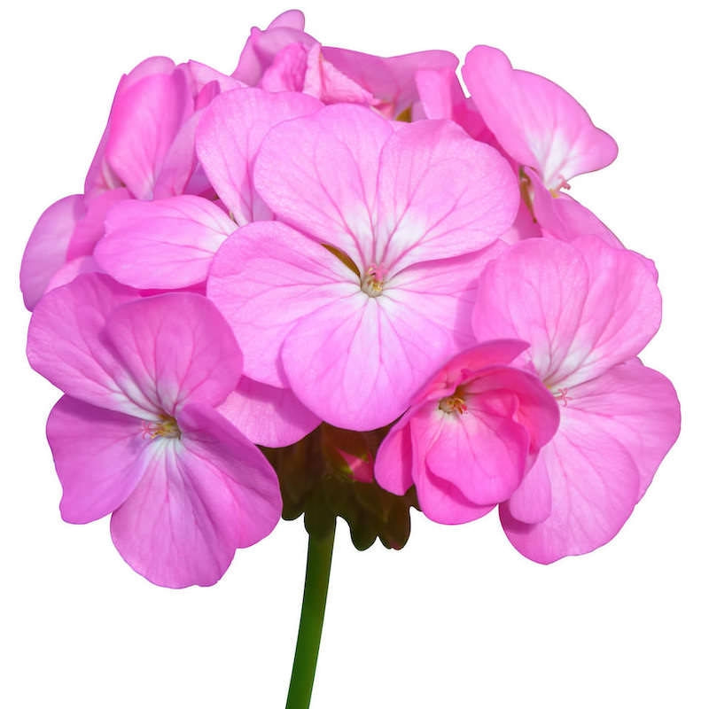 Pelargonia