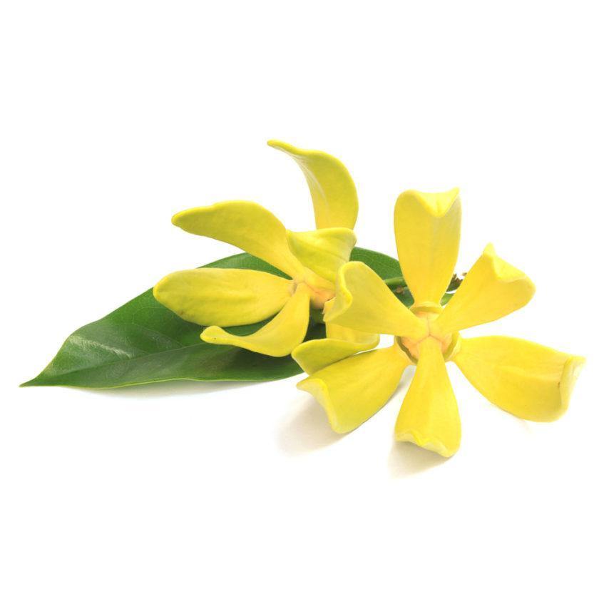 Ylang Ylang